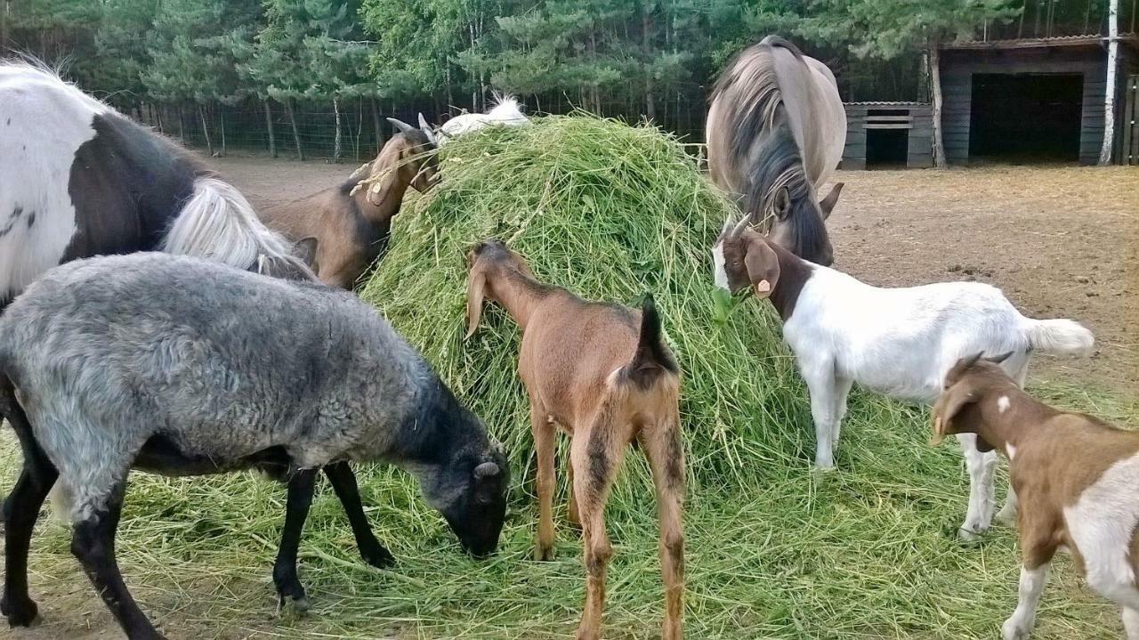 Zagroda Zalipie Gostynin Zewnętrze zdjęcie